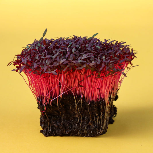 Amaranth, Rot