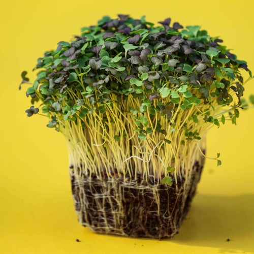 Asian Micro Mix