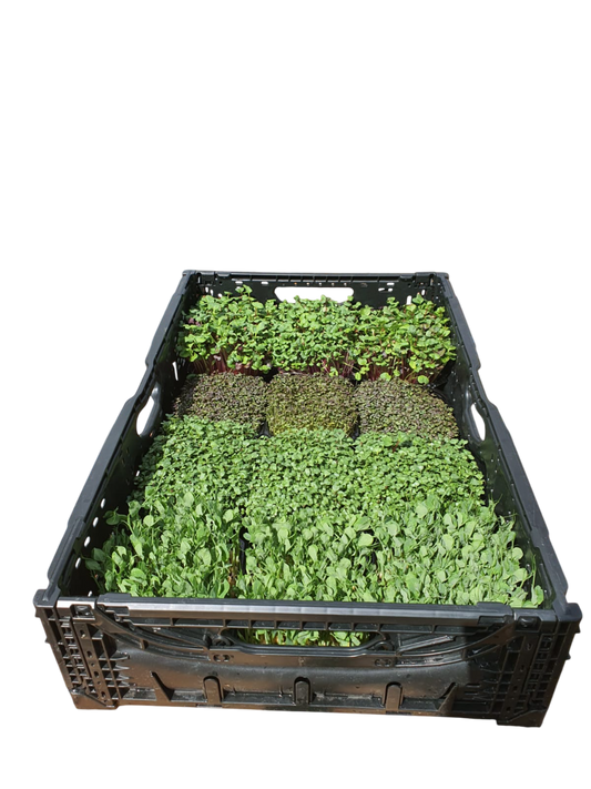 12x Garden Mix