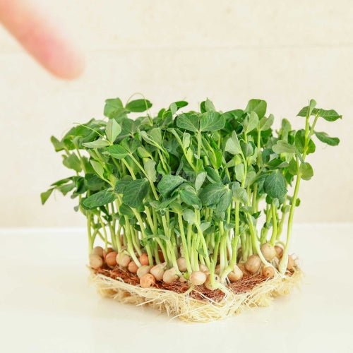Erbse, Salat