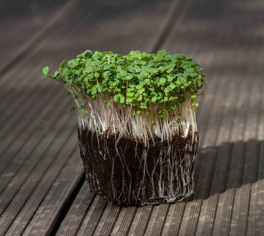 Rucola