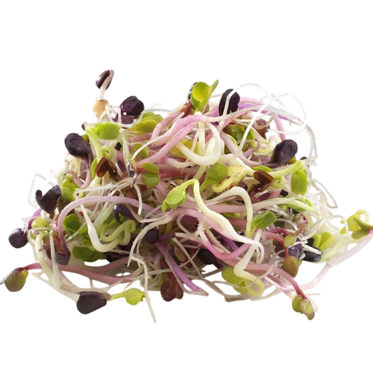 Radislen-Sprossen