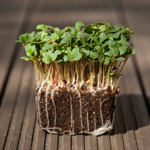 Radieschen, Daikon
